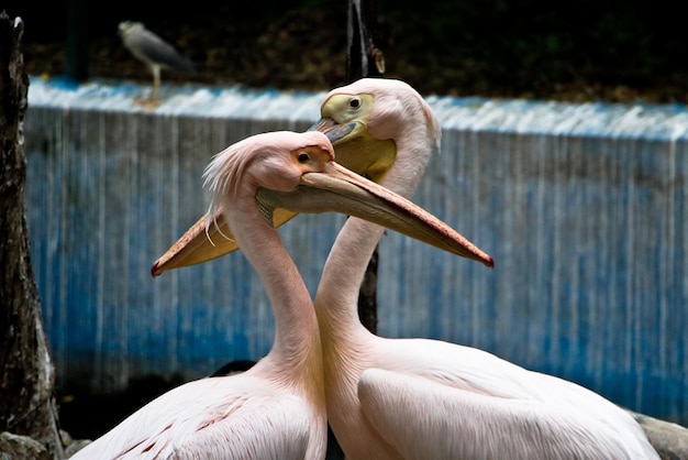Фото Пара птиц пара больших белых пеликанов, селективный фокус
