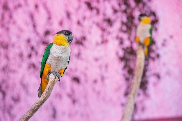 Couple of black headed parrots or pionites melanocephala sitting on a tree branch It is very famous birds from amazon forests