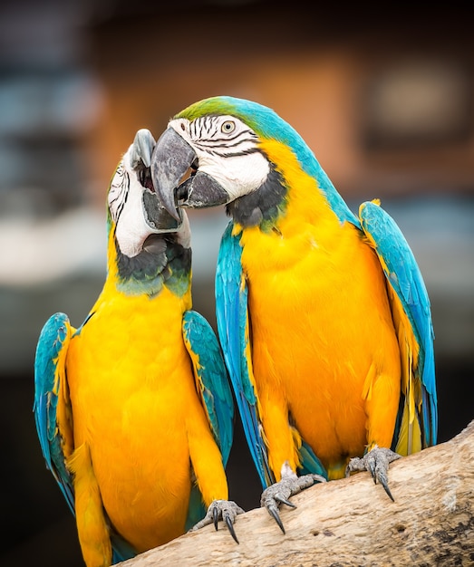 The couple of blue and yellow macaw