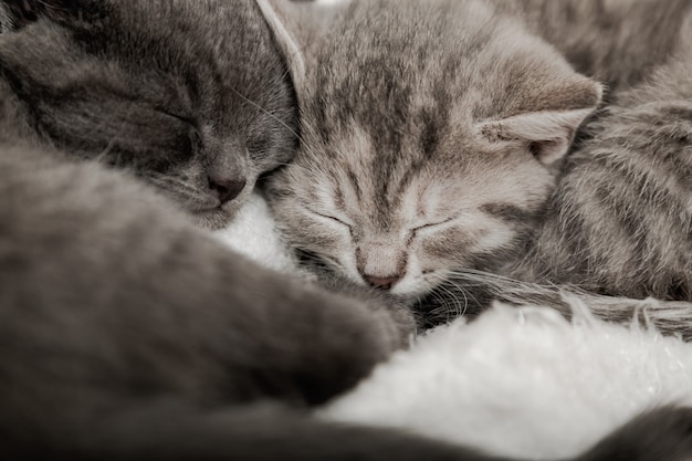 Couple cat in love are hugging. Cosiness Sleeping kittens muzzles. Animal pet portrait Close up.