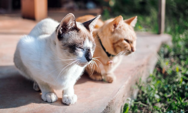 Пара кошек белый кот и рыжий полосатый молодой кот сидят на бетонном полу утром в саду