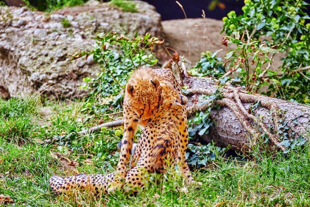 한 쌍의 치타 놀이(Acinonyx jubatus)-아프리카의 대부분과 이란의 일부에 서식하는 고양이과 아과의 큰 고양이입니다.