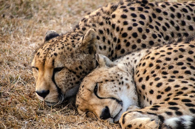 Пара гепардов спит вместе