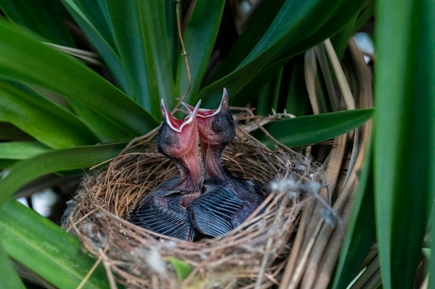 두 마리의 병아리(노란 통풍 Bulbul Wenkbrauwbuulbuul Pycnonotus goiavier). 인도네시아 발리.