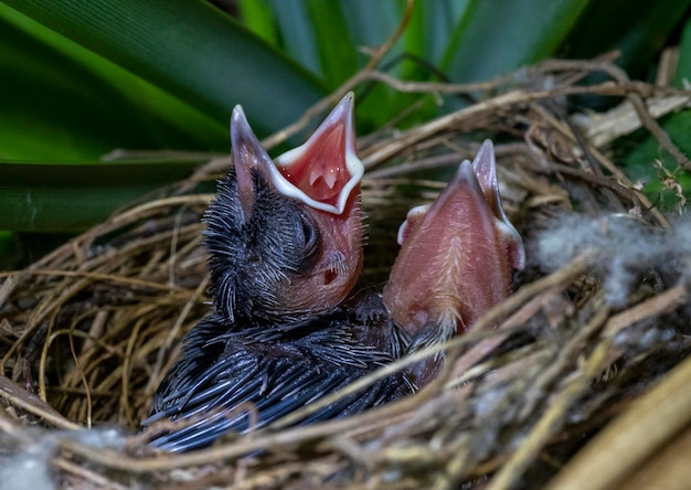 두 마리의 병아리(노란 통풍 Bulbul Wenkbrauwbuulbuul Pycnonotus goiavier). 인도네시아 발리.