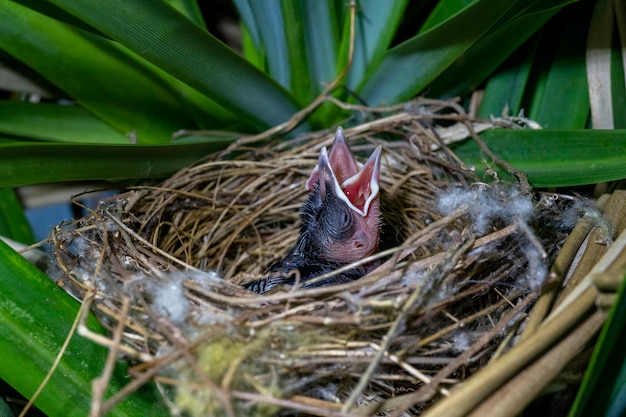 두 마리의 병아리(노란 통풍 Bulbul Wenkbrauwbuulbuul Pycnonotus goiavier). 인도네시아 발리.