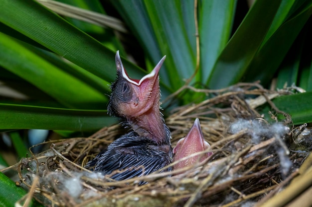 두 마리의 병아리(노란 통풍 Bulbul Wenkbrauwbuulbuul Pycnonotus goiavier). 인도네시아 발리.