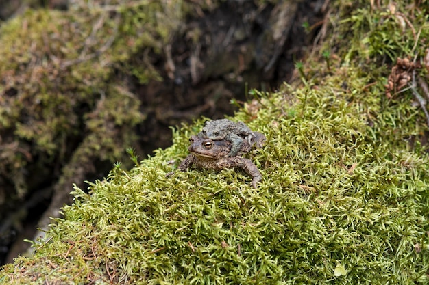 Couple of common toads in amplexus among moss