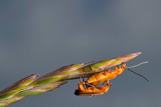 Couple of cricket having sex on a spike and smooth background