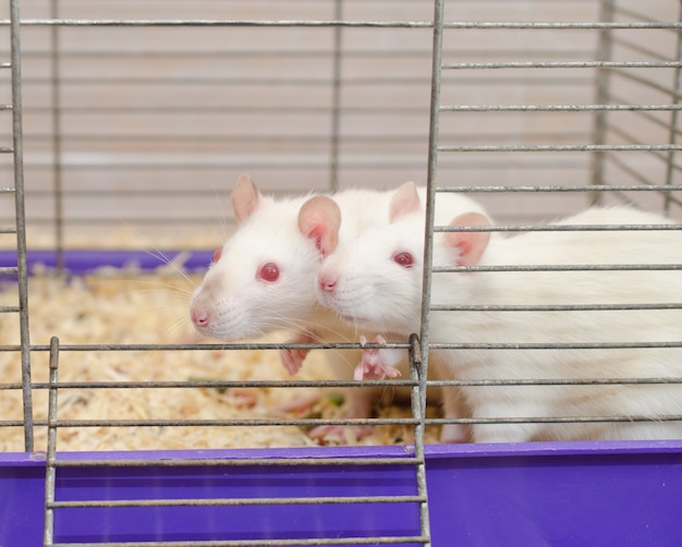A couple of curious white laboratory rats looking out of a cage
