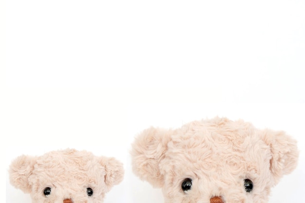 Photo a couple of cute teddy bear on white background.