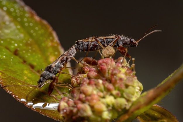 Photo couple of  dirt-colored seed bugs
family rhyparochromidae copulating in the flower of the plant asthma plant of the species euphorbia hirta