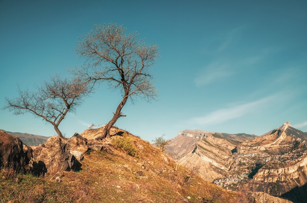 A couple of dry trees nearby on the cliff.