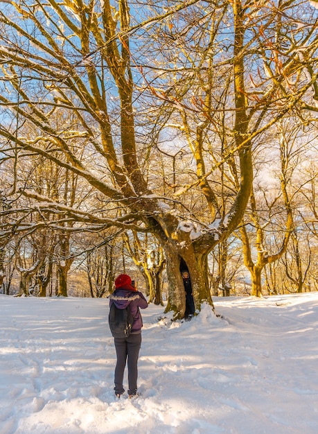 A couple enjoying the giant tree in the Oianleku natural park at sunrise in the town of Oiartzun in Penas de Aya, Gipuzkoa. Basque Country