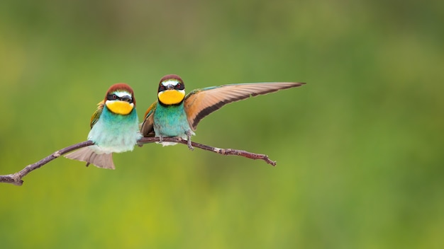 Couple of european beeeaters sitting on twig