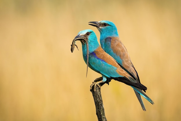 Couple of european rollers sitting on branch and holding lizard in a beak