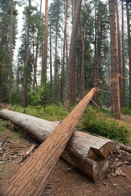 A couple of fallen tree trunks crossed on the ground with the rest of the forest in the background