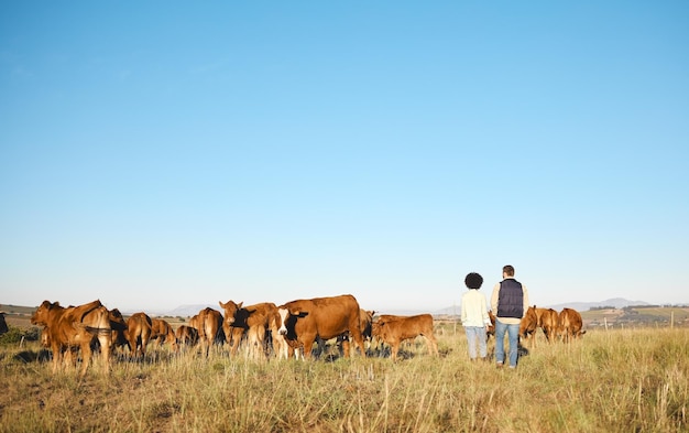 Couple farm and animals in the countryside for agriculture travel or natural environment in nature Man and woman farmer walking on grass field with livestock cattle or cows for sustainability