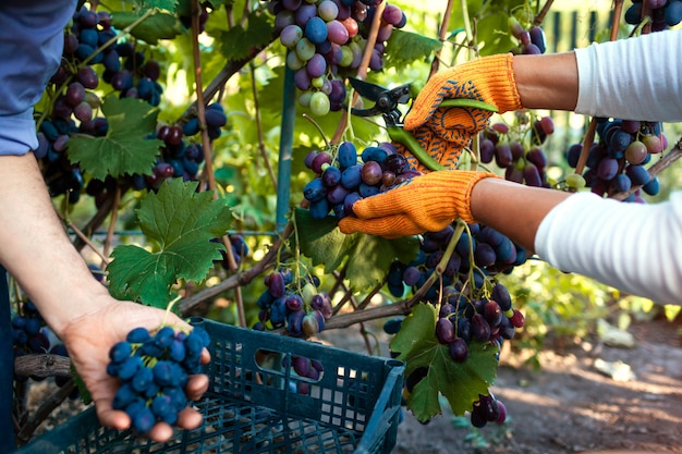 Couple of farmers gather crop of grapes on ecological farm.