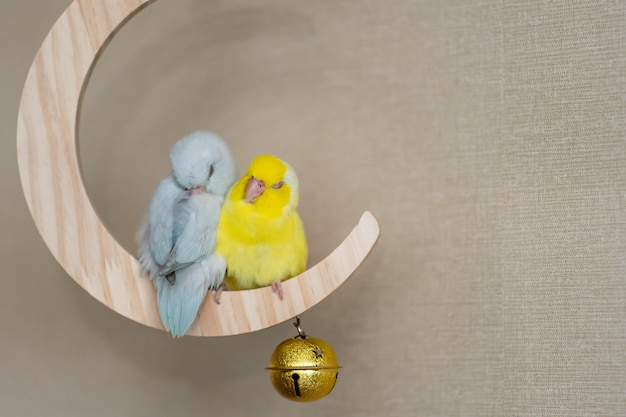 Couple Forpus little tiny parrots bird perched on a mini crescent moon wooden swing