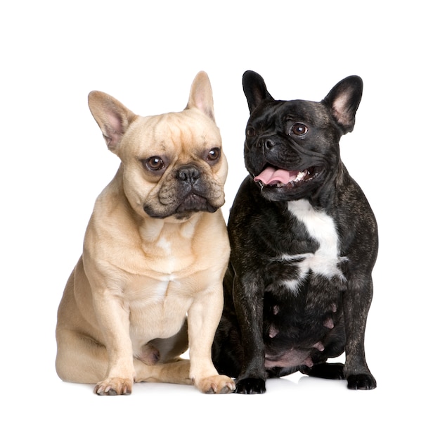 Couple of French Bulldogs