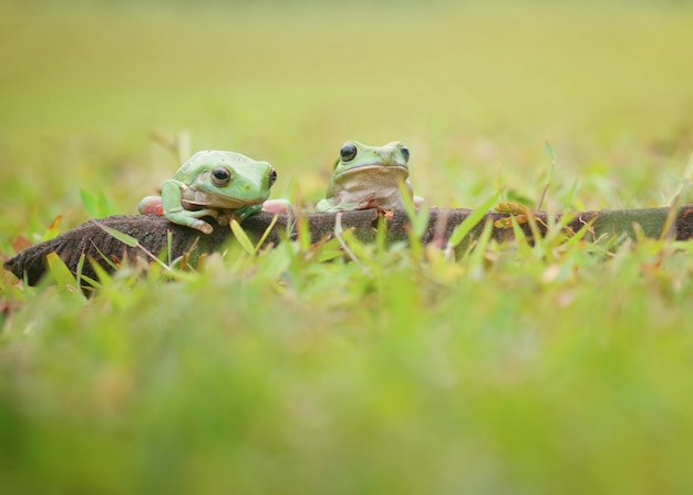 Photo couple frogs