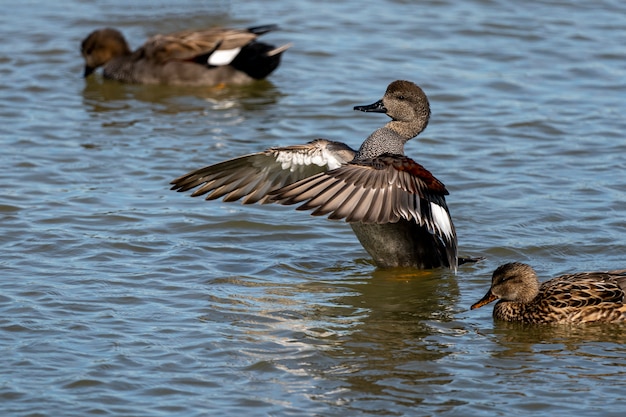 Couple of gadwalls at dawn in the Natural Park of the Marshes