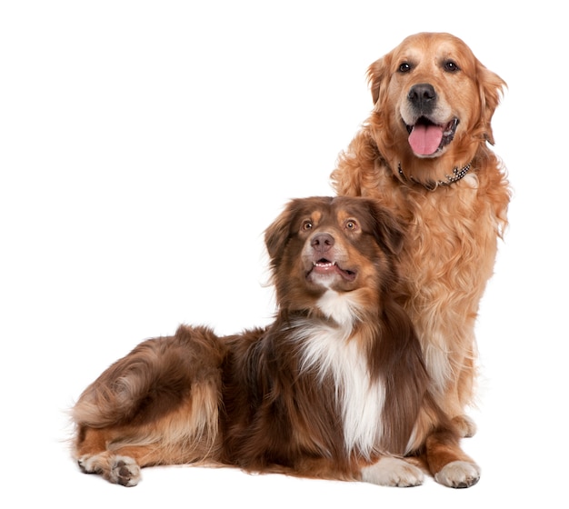 Couple of Gen Retriever and a mixed Mixed-Breed Dog panting