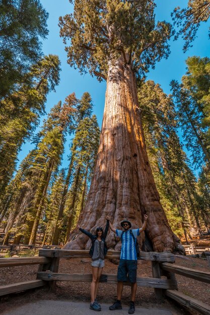 A couple in the giant tree general sherman tree in sequoia\
national park california