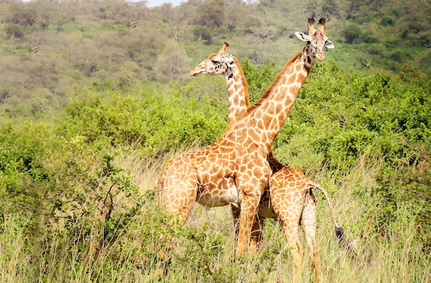 couple giraffes in the middle of nature