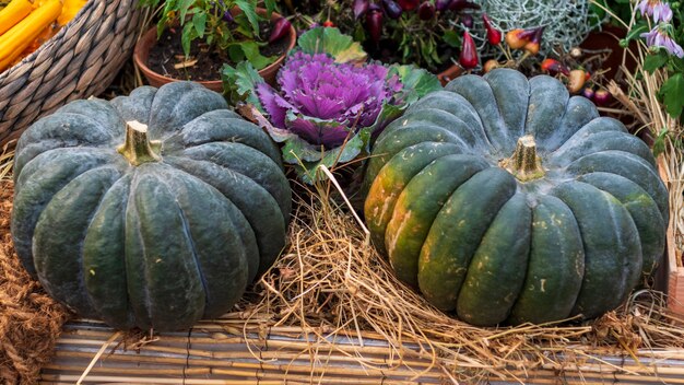 A Couple Of Green Pumpkins