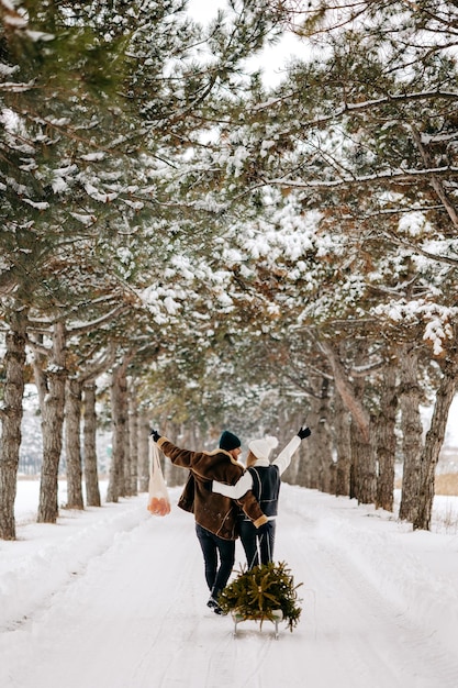 A couple having fun with sleigh in a Christmas tree forest , eating mandarins and enjoying a snowy