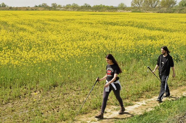 A couple of hikers with sticks walk along a path next to a large field of yellow flowers.