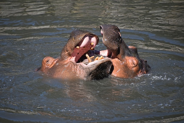 川の水で泳いだり遊んだりするカバのカップル