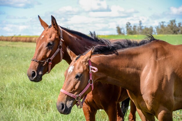 Couple of horses in a countryside landscape with a cloudy sky at San Ramon Canelones Uruguay