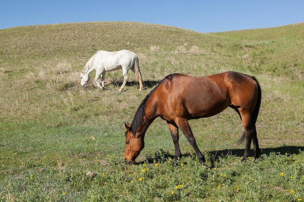 Couple of horses grazing on grassy field set on a slope