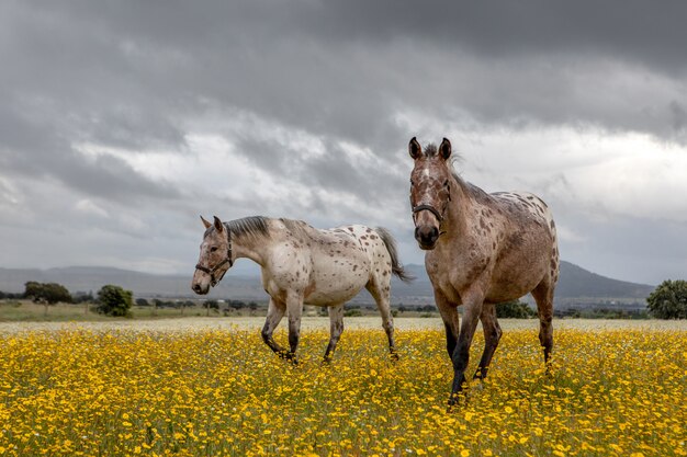 Couple of horses in a sunny day