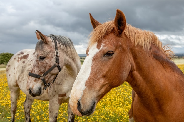 Couple of horses in a sunny day