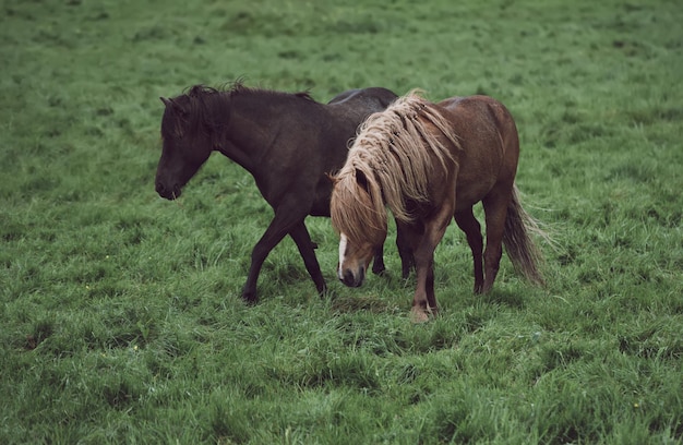 Couple of icelandic chestnut horses grazing on the green meadow in Iceland