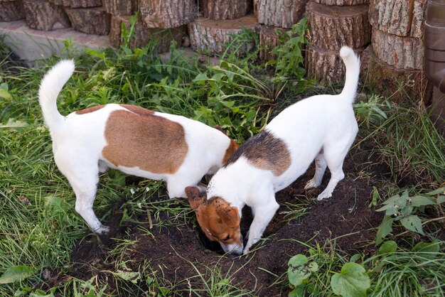 屋外の裏庭に犬の穴を掘るジャックラッセルテリアのカップル。公園で野外で遊ぶ犬