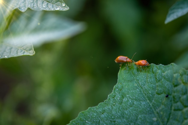 Coppia di coccinelle su foglie di zucca