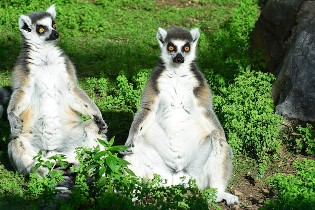 A couple of lemurs in the middle of nature trip to madagascar