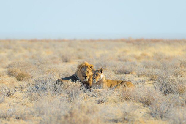 Couple of Lions lying down on the ground in the bush. 