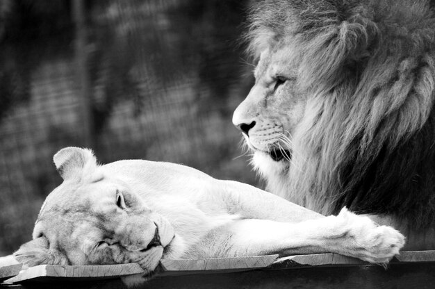 Photo couple of lions