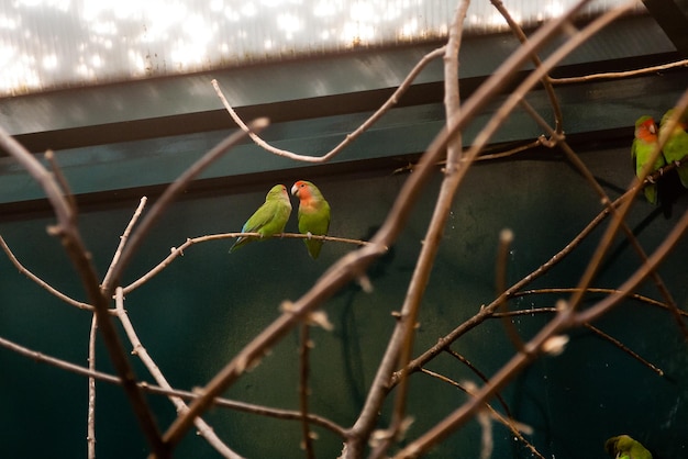 Couple in love close friends parrots sit on a closeup branch