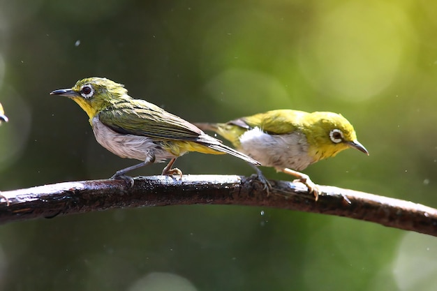 Couple of lovely bird on branch. oriantal white eye bird. Love symbol.