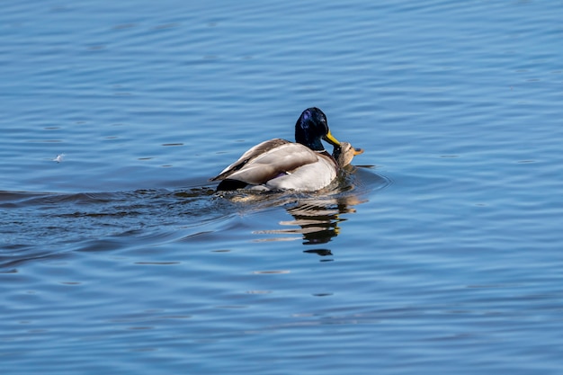 Couple of mallard copulating in the Natural Park of the Marshes