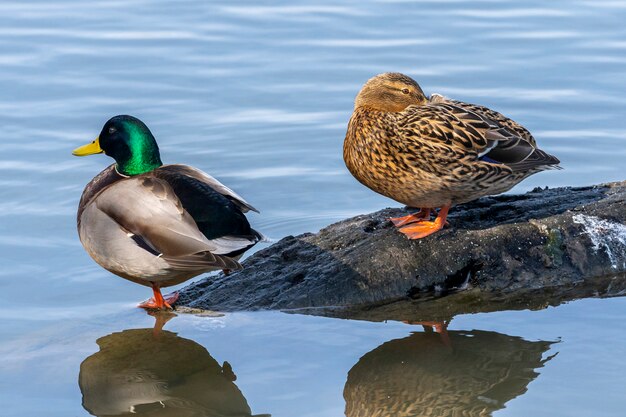 Couple of mallard on a trunk in the Natural Park of the Marshes