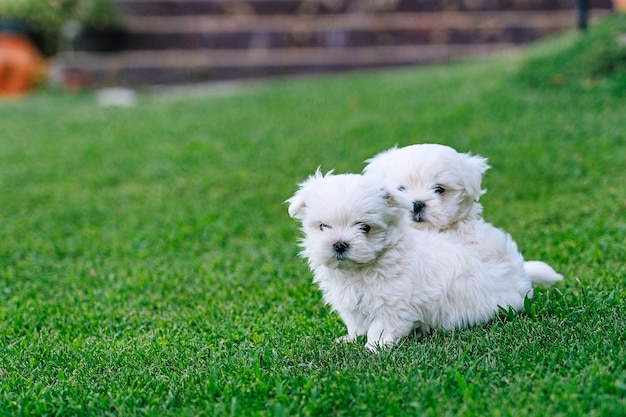 A couple of maltese bichon puppies playing in the grass