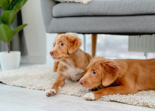 自宅のソファの下に横たわっている間、横を向いている料金所の子犬のカップル